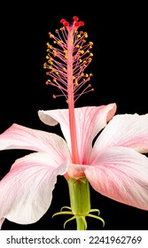 Macro photo of hibiscus flower on black background - Shutterstock ID 2241962769