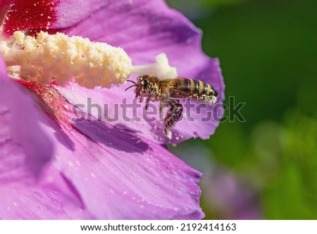 Macro photo of honey bee covered in pollen flying on a hibiscus flower. Horizontally.