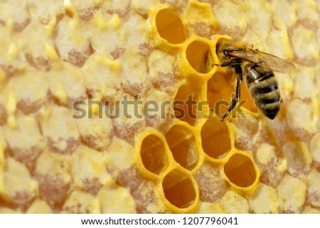 Macro photo of honey bee on honeycomb. Bee turns nectar into fresh and healthy honey. Concept of beekeeping.