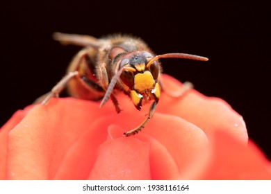 macro photo of a hornet sitting on a rose