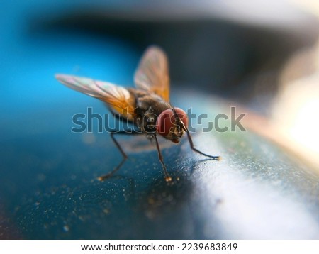 Macro photo of a housefly