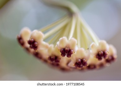 Macro Photo of Hoya Kerrii Variegata Umbels and Flowers with Nectar, Rare Houseplant Flora