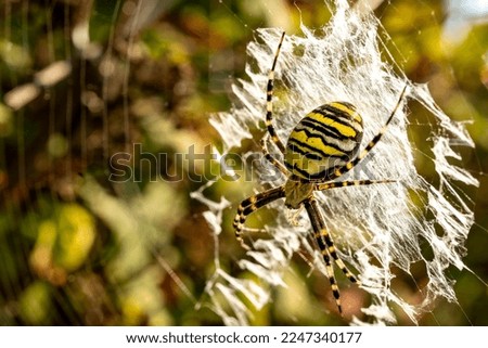 Macro photo of a huge wasp spider (Argiope bruennichi) with striking yellow and black markings on its abdomen