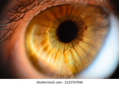 Macro photo of human eye. Human eye close-up detail with shallow depth of field.