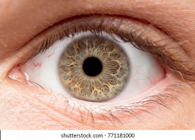 Macro photo of human eye, iris, pupil, eye lashes, eye lids.