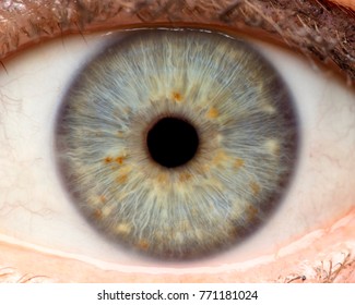 Macro Photo Of Human Eye, Iris, Pupil, Eye Lashes, Eye Lids.