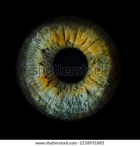 Macro photo of human eye on black background. close-up of blue eye