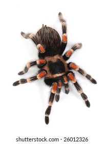 Mexican Red Knee Tarantula Top View Stock Photo (Edit Now) 37963933