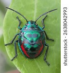 Macro photo of a jewel bug (Tectocoris diophthalmus or similar) attached to a green leaf. This insect has a hard shell with very striking and metallic colors.