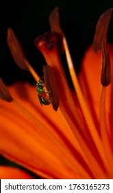 Macro Photo Of A Jewel Wasp On A Tiger Lily