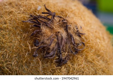 Macro Photo Of A Kiwi Fruit Skin