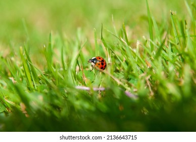Macro photo of Ladybug in the green grass and garden plants. Macro bugs and insects world. Nature in spring concept.