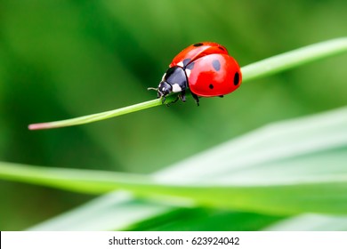 Macro Photo Of Ladybug In The Green Grass. Macro Bugs And Insects World. Nature In Spring Concept.