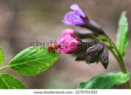 Macro photo of a ladybug on a flower. Spring nature