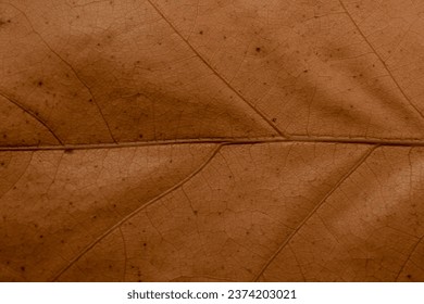 macro photo of a leaf on a background - Shutterstock ID 2374203021