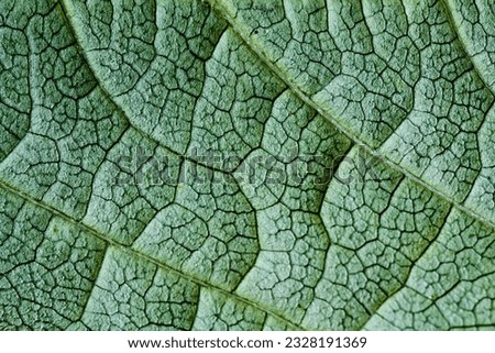 macro photo of leaf vains