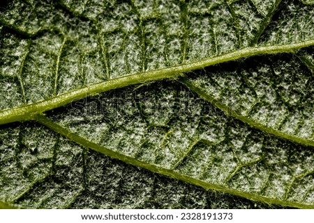macro photo of leaf vains