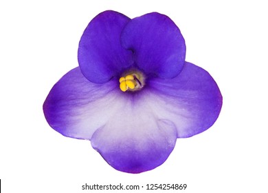 Macro Photo Of Light Blue Violet Isolated Flower. Blue Colored African Violet Flower Isolated On White Background. Macro.