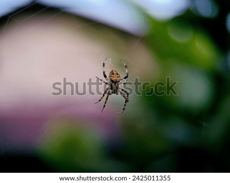 Macro Photo of Little Spider on Web