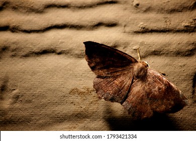 Macro Photo Of A Moth After Landing On The Siding Of A Home Underneath A Porch Light.