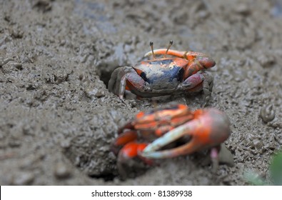 Macro Photo Of Mud Crab. Mai Po Marshland. Hong Kong.