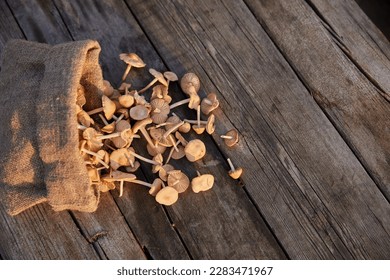 macro photo of mushrooms collected in a cloth bag lying on a wooden table - Shutterstock ID 2283471967