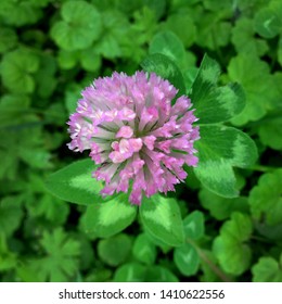 
Macro photo nature field blooming red clover flower. Background texture green clover with pink flowers. An image of a field of flowering clover.