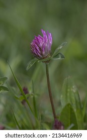 Macro photo nature field blooming red clover flower Trifolium. Background texture green clover with pink flowers. An image of a field of flowering clover.