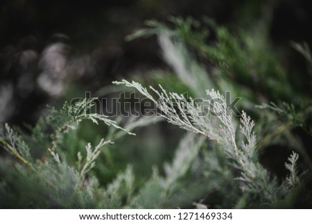 Similar – Thuja Natur Winter Pflanze