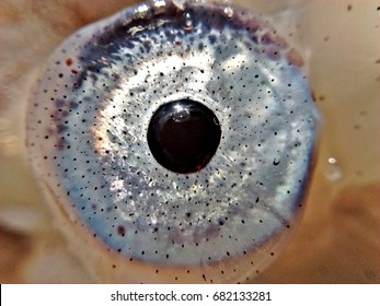 Macro Photo Of An Octopus Eye