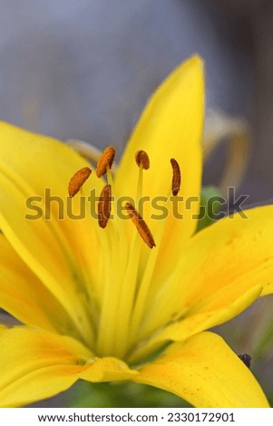 A macro photo of orange pistils on a yellow lily in a garden in Rathdrum, Idaho.