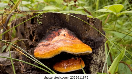 Macro photo of an orange shelf fungi, polypore, on a stump in moss - Shutterstock ID 2332611975