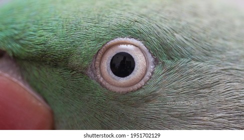 Macro Photo Of Parrot Eye