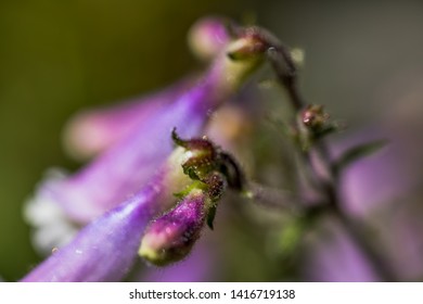 Macro Photo Of Penstemon Hirsutus, Family Scrophulariaceae -  Pygmaeus. Natural Macro Background In Macro View.