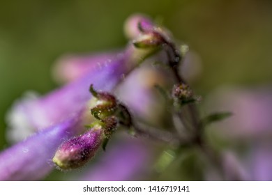 Macro Photo Of Penstemon Hirsutus, Family Scrophulariaceae -  Pygmaeus. Natural Macro Background In Macro View.