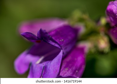 Macro Photo Of Penstemon Hirsutus, Family Scrophulariaceae -  Pygmaeus. Natural Macro Background In Macro View.