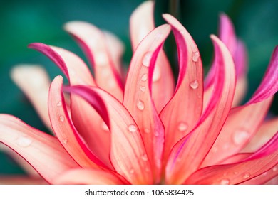 Macro photo of petals - pink flower closeup shot