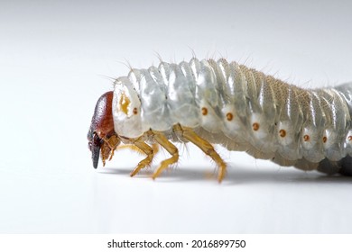 Macro Photo Of A Phyllophaga White Grub On A White Background