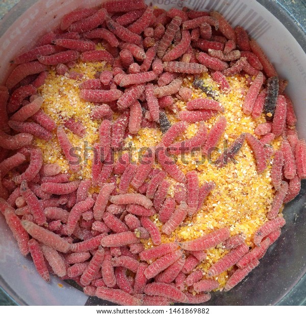 Maggots In Cock