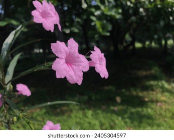 Macro photo of Pinkflower in the Garden. This flower known as Bunga Kencana Merah muda. Nature background