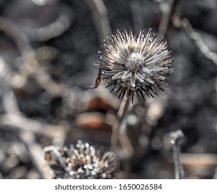 
macro photo of plants in sunny frosty winter in Germany. Natural background. Flowers background. Beautiful neutral colors