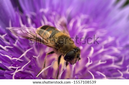 Macro photo of a pretty purple dahlia flower with a bee crawling on the petals searching for nectar