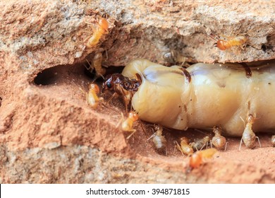 Macro photo of The Queen termite.