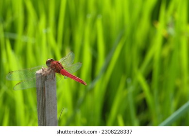 macro photo, red dragonfly perched on a wood at the edge of a rice field - Powered by Shutterstock