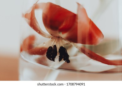 Macro photo of a red flower of a wilted Tulip in a vase