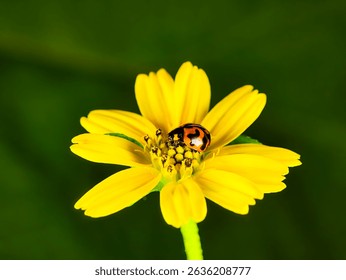 Macro photo of a red ladybug with black spots perched on a bright yellow wedelia flower with blur background.