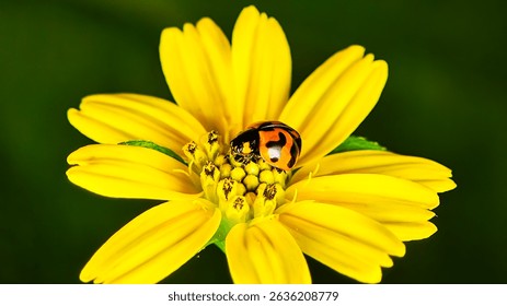 Macro photo of a red ladybug with black spots perched on a bright yellow wedelia flower with blur background.