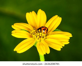 Macro photo of a red ladybug with black spots perched on a bright yellow wedelia flower with blur background.