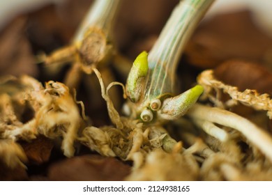 Macro photo of the roots of the process of the dendrobium orchid, which grows on the mother plant. Close-up. - Shutterstock ID 2124938165