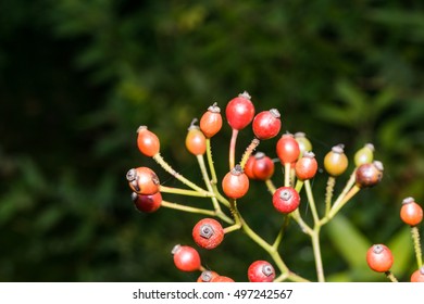 Macro photo of round tree fruit